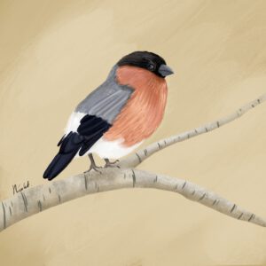 Bullfinch - Limited edition 20x20 fine art print
